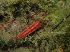 Alpheus astrinx
