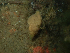 Cymatiella eburnea