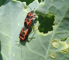 Eurydema spectabilis