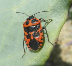 Eurydema spectabilis