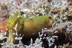Dendrodoris arborescens
