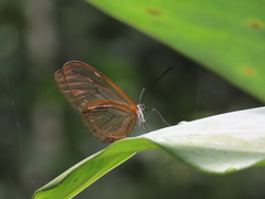 Godyris panthyale quinta