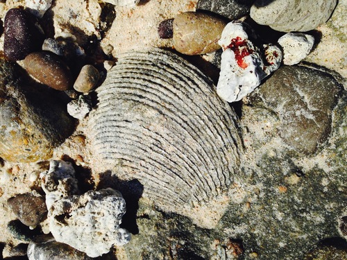 Periglypta multicostata