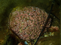 Melobesia membranacea
