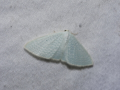 Poecilasthena fragilis