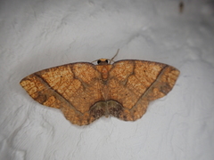 Melinodes detersaria