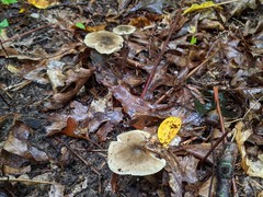 Tricholoma subaureum