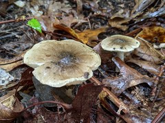 Tricholoma subaureum