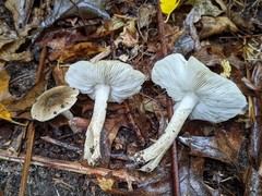 Tricholoma subaureum