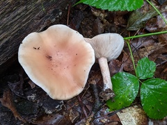 Leucopaxillus laterarius