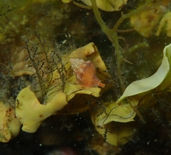 Anachis cominellaeformis