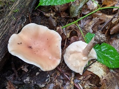 Leucopaxillus laterarius