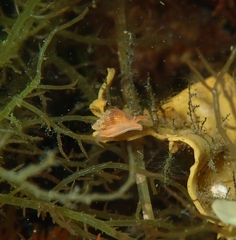 Anachis cominellaeformis