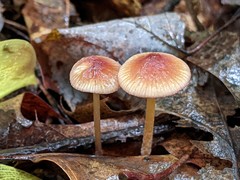 Mycena atkinsoniana