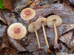Mycena atkinsoniana