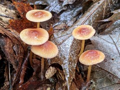 Mycena atkinsoniana