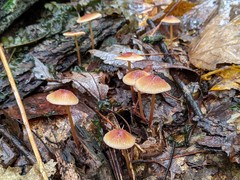 Mycena atkinsoniana