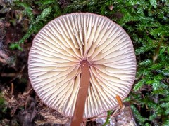 Mycena atkinsoniana