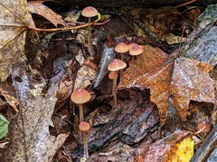 Mycena atkinsoniana