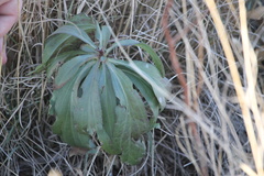Echinacea angustifolia