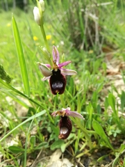 Ophrys bertolonii