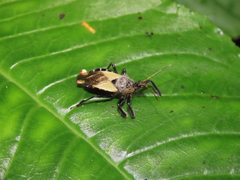 Apiomerus ochropterus