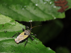 Apiomerus ochropterus