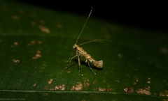 Caloptilia plagata