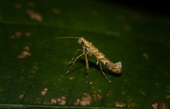 Caloptilia plagata