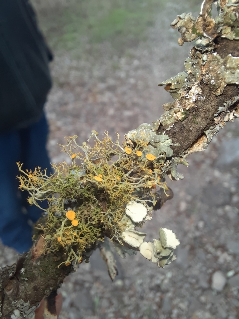 slender-orange-bush-from-far-north-central-san-antonio-tx-usa-on