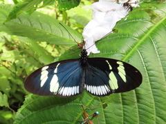 Heliconius cydno cydnides