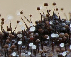 Clastoderma debaryanum