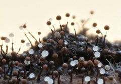 Clastoderma debaryanum