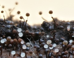 Clastoderma debaryanum