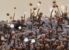 Clastoderma debaryanum