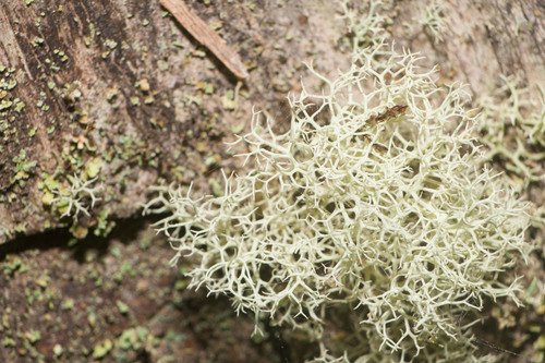 Cladonia skottsbergii