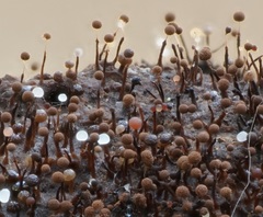 Clastoderma debaryanum