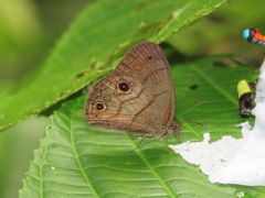 Hermeuptychia harmonia