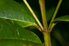 Syzygium sandwicense