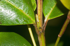 Syzygium sandwicense