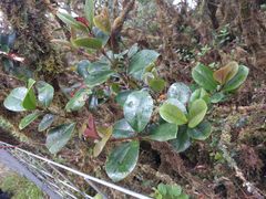 Syzygium sandwicense