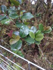 Syzygium sandwicense