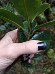 Syzygium sandwicense