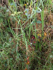Rubus argutus