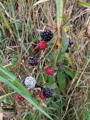 Rubus argutus