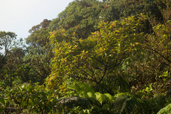 Perrottetia sandwicensis
