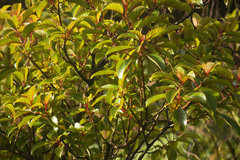 Perrottetia sandwicensis