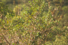 Coprosma ochracea