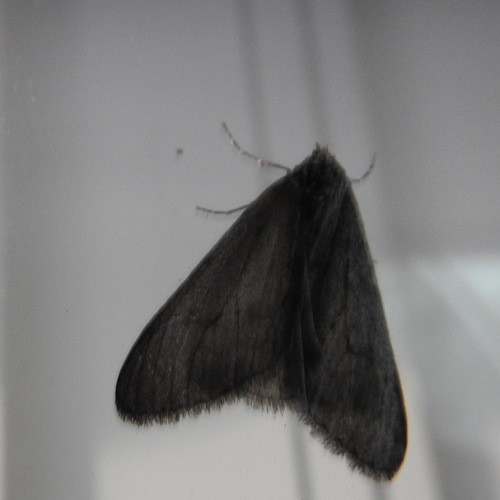 Walnut Spanworm Moth photo 5