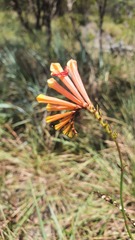 Spigelia pulchella